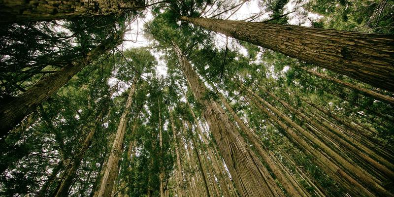 东营云阳引领工业化学品绿色转型：农用化工产品升级中的低毒农药与生物刺激素新趋势